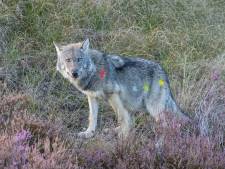 Misschien moeten we gewoon eens de waarheid op de wolf afvuren