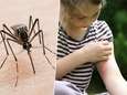 Muggen verjagen: zo raak je van het vervelende gezoem verlost