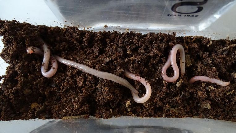 Onderzoeker Wieger Wamelink kweekt wormen in een pot kunstmatige Mars-grond. Beeld  