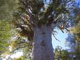 Nieuw-Zeeland treurt om naderende dood van 's lands grootste én oudste boom: "Hem verliezen is als familie verliezen"