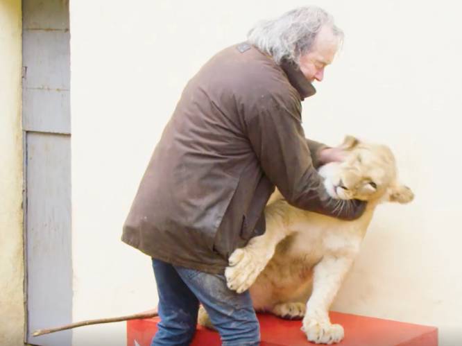 VIDEO: "Nog nooit ongeluk gehad, maar het kan altijd gebeuren": man houdt zeven leeuwen en tijgers als 'huisdier'