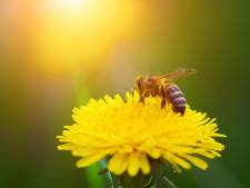 La Belgique entière au secours des abeilles