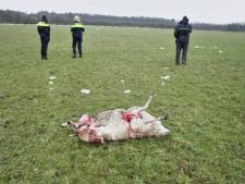 Wolven doodden in januari negentig schapen en een geit, meeste aanvallen in Drenthe en Friesland