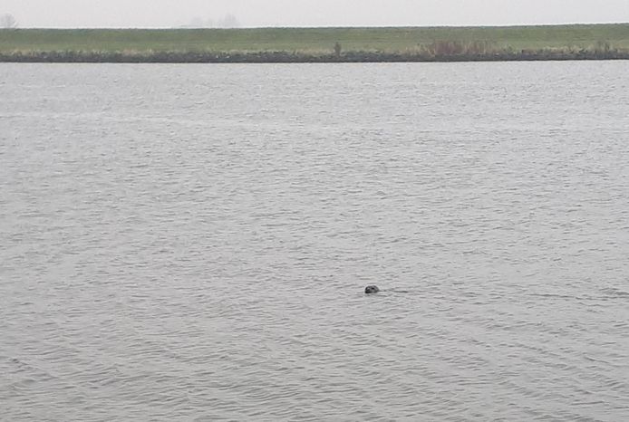 Leo Gijssel spotte een zeehond in het Schelde-Rijnkanaal.
