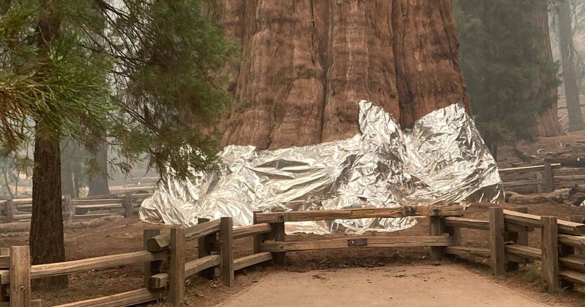 Pohon terbesar di dunia terancam oleh kebakaran hutan yang sedang berlangsung di California |  Luar negeri