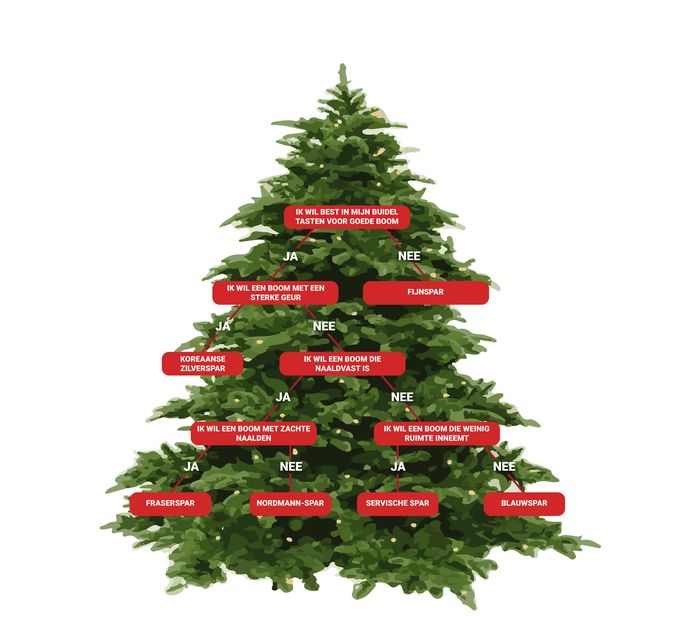 Echte kerstboom kopen? Lees dan eerst deze tips Zwolle destentor.nl