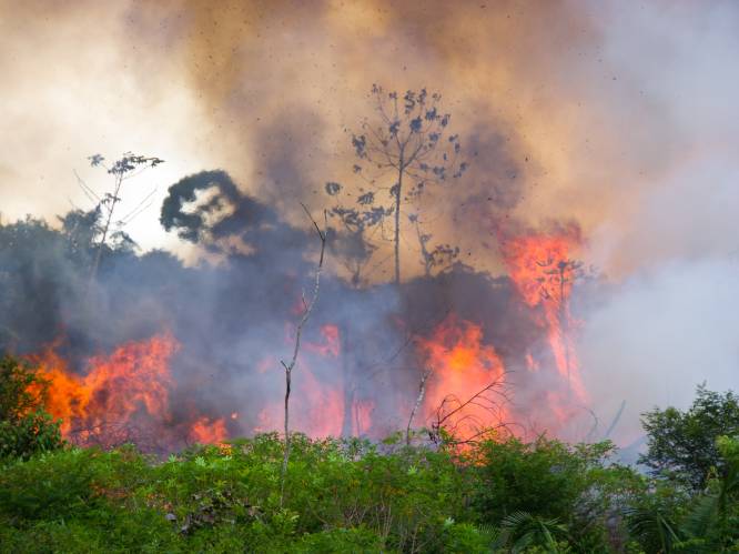Recordgebied aan bos in Braziliaanse Amazonewoud verbrand in eerste maanden van het jaar