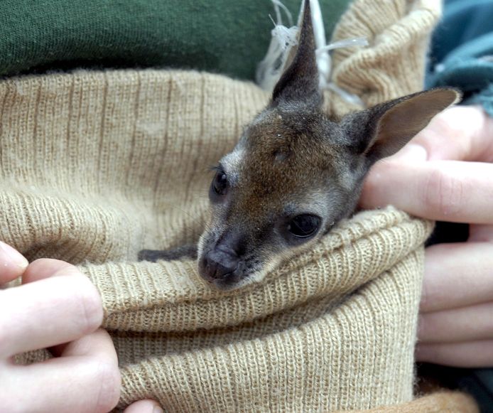 Archieffoto van een kangoeroebaby in een Australisch opvangcentrum.