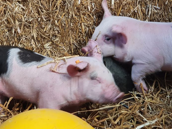 Meer dan 200 kinderen van de lagere scholen in Hoogstraten kwamen vrijdag naar de boerderij van Jef Ryvers in Castelré.