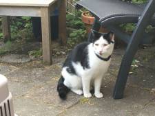 Kat Caesar miauwt hard vanuit vreemde tuin, dan blijkt dat hij al vier jaar vermist was