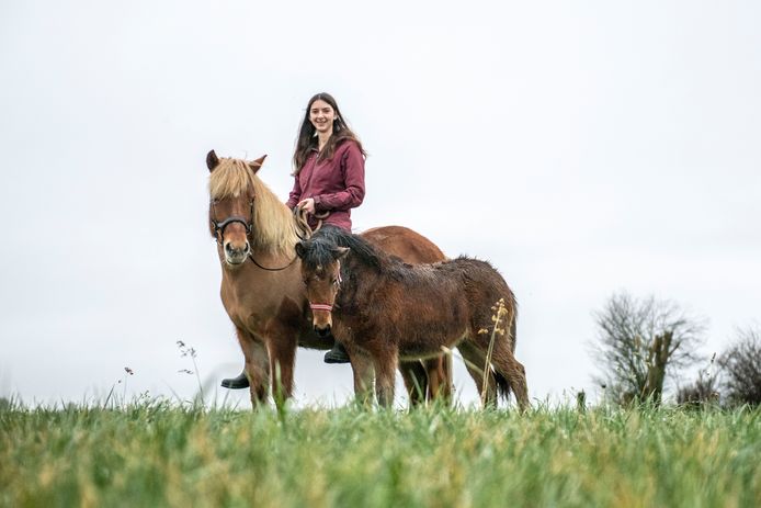 Elisa Mol (17) op de rug van IJslander Gletta. Veulen Gýma loopt graag met hen mee.