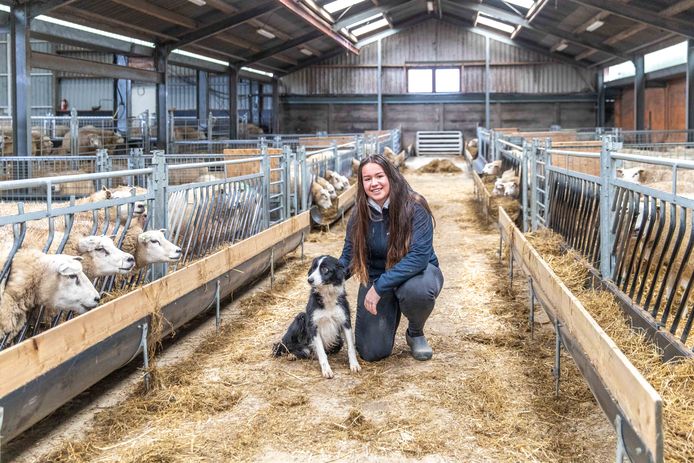 Vivianne Goense tussen de zwangere schapen. Over een paar weken breekt de lammerperiode aan en is het alle hens aan dek op de Sophiahoeve.