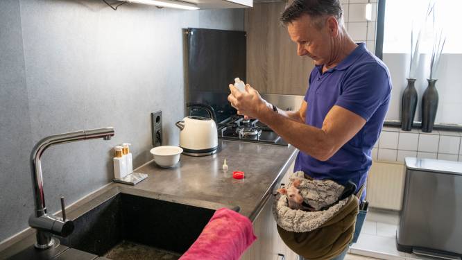 Eric verzorgt een babykangoeroe waarvan moeder stierf: ‘Voor mij is het heel normaal’