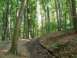 Toekomstige bivakzone in het Schelfheidebos