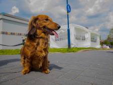 Twee maanden cel voor Enschedeër W. (47) na inbraak en diefstal hond van ex-vriendin