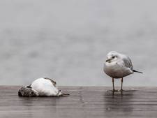 Vogelgriep slaat opnieuw toe in Zeeland, Deskundigen houden hun hart vast