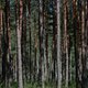 Duizenden slachtoffers van de Sjoah liggen nog verborgen in de Poolse bossen