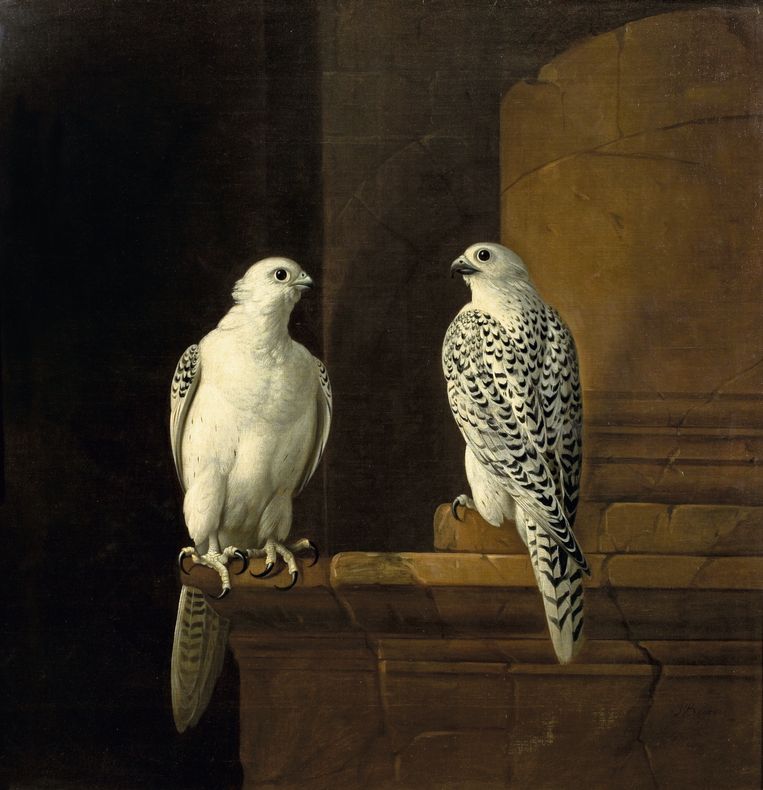 Twee IJslandse giervalken. Olieverf op doek. Beeld Jakob Bogdani (1660-1724)