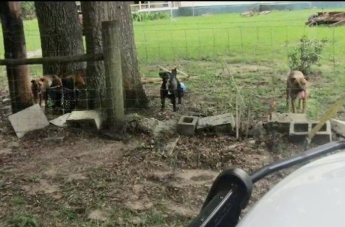 De politie verspreidde deze foto van de honden.