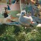 Zien: reclame van Disney waarin baby-eend zijn idool Donald Duck ontmoet