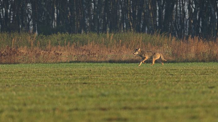 Wolf in Vlaanderen