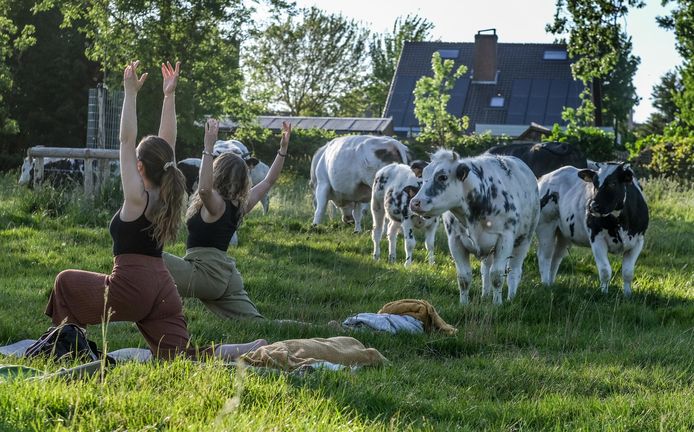 Yoga in de weide.
