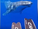 Rencontre époustouflante entre des plongeurs et une baleine à bosse