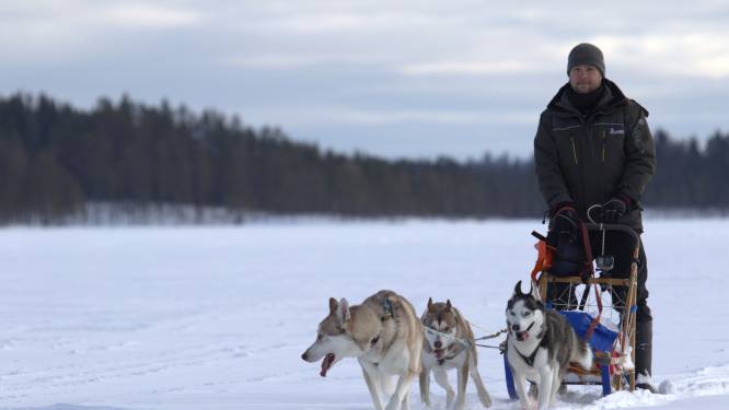 Zes husky’s uit Dordrecht zagen voor het eerst sneeuw: span ze voor een slee en ze beginnen te rennen