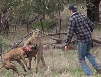 "Kangoeroebokser mag blij zijn dat het wilde dier niet terugschopte"