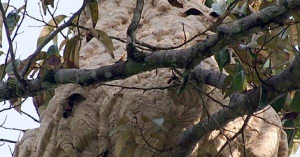 Nu ook nest Aziatische hoornaars ontdekt in Zuid-Nederland - BD.nl