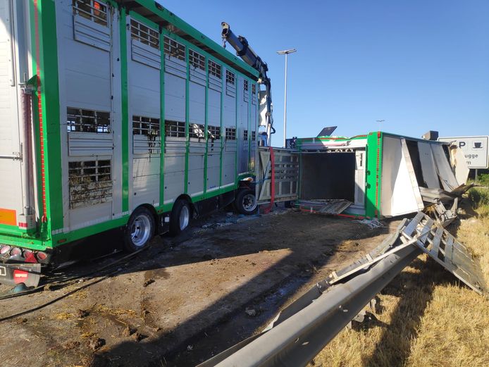 De vrachtwagen met koeien kantelde op de E17 ter hoogte van Gentbrugge.