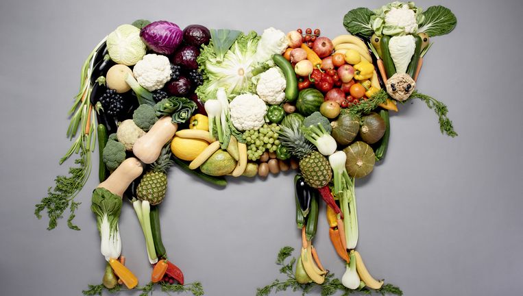 Maan doos verdwijnen Zo is het om een maand veganistisch te eten | De Volkskrant