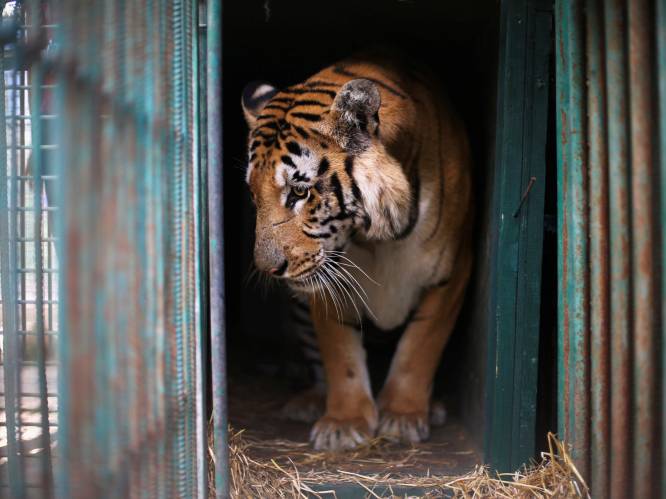 Uitgemergelde tijger ruilt schurftige kooi in Palestina voor glorieus nieuw bestaan