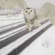 Sneeuwuil komt onverwachts koekeloeren bij camera