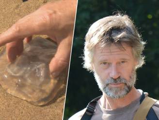 Kust kampt met kwallenplaag: wat moet je doen als je gebeten bent? En wat helpt tegen de pijn?