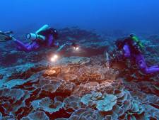 Des scientifiques découvrent l'un des récifs coralliens les plus grands du monde au large de Tahiti