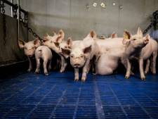 Milieuverenigingen vechten vergunning varkenshouderij Teteringen aan
