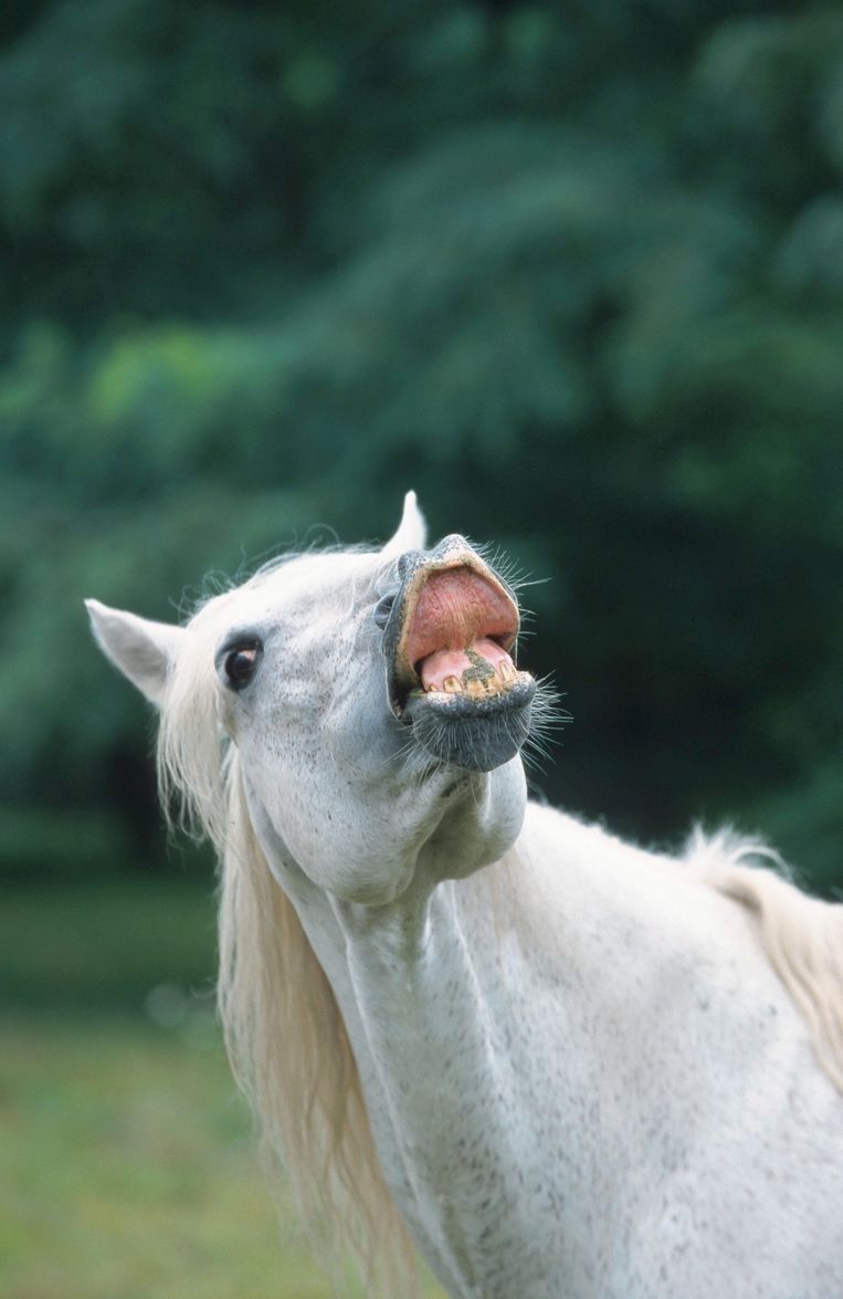 Paarden zeggen elkaar gedag door de hoeken van hun mond naar achteren te trekken. Beeld © L. Lenz