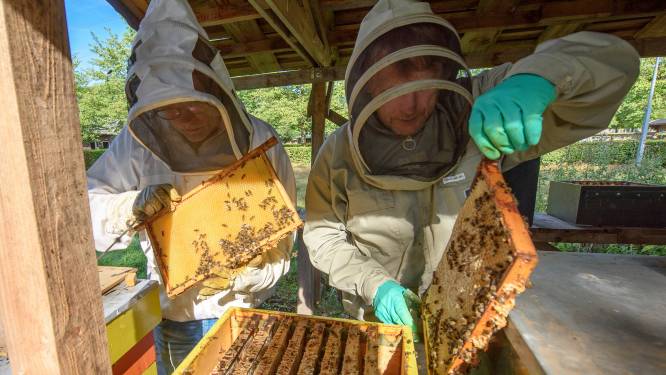 Klap voor imkers door zachte winter: 'Meer dan de helft van mijn bijen is dood’