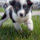 Het klimaat blijft wat puppy’s en baby’s betreft buiten ons vizier
