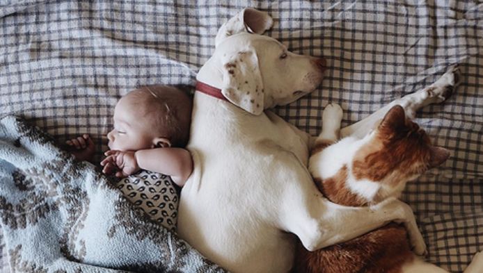 Internet smelt door foto's van duttende hond en baby | Home