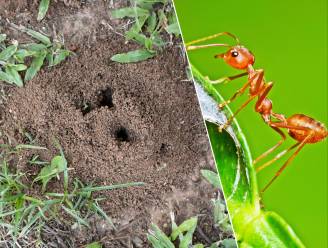 Ook mieren in de tuin? Onze experte legt uit hoe je hun nesten onder controle houdt: “Hoe meer bladluizen, hoe meer mieren”