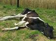 Buren slaan alarm: verwaarloosde koe ligt dagen dood in wei