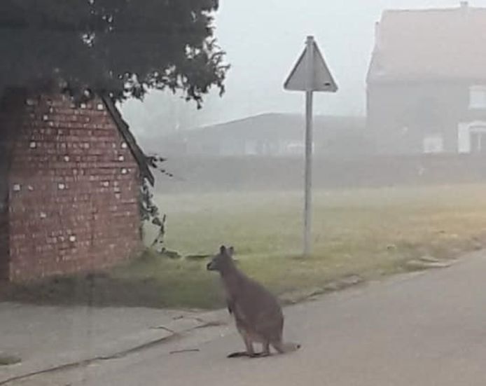 Politie Hageland