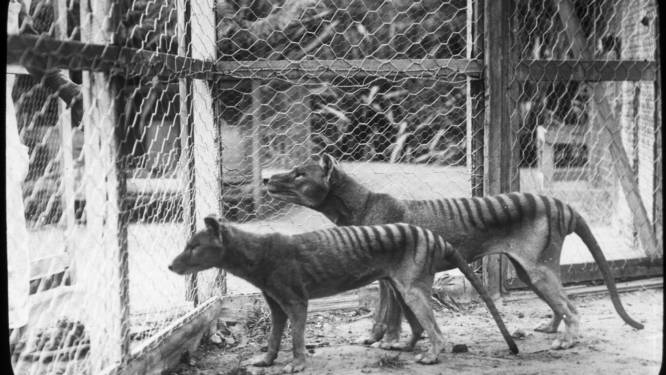 Wetenschappers hopen Tasmaanse tijger van uitsterven te behoeden