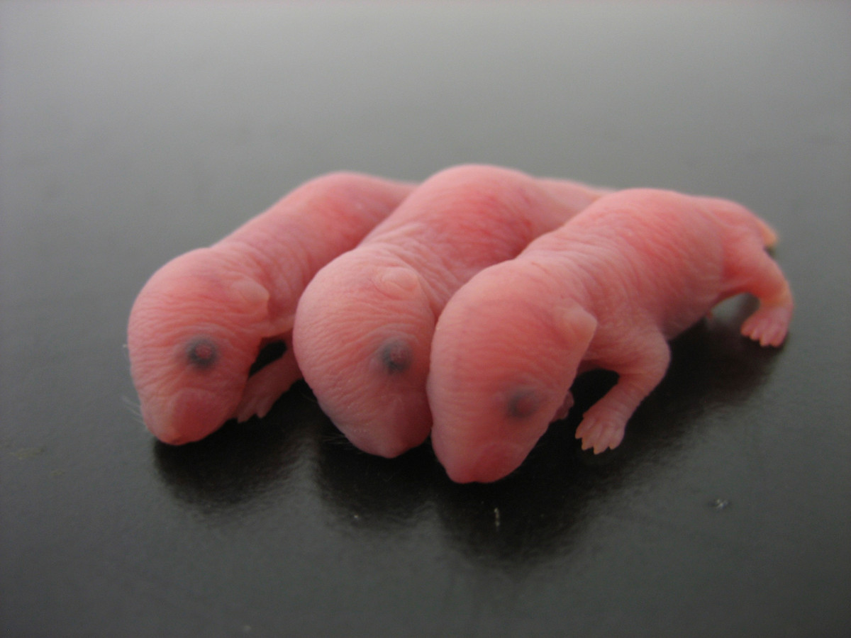 Развитие мышей. Детеныши мыши Новорожденные. Новорождённым крысята.