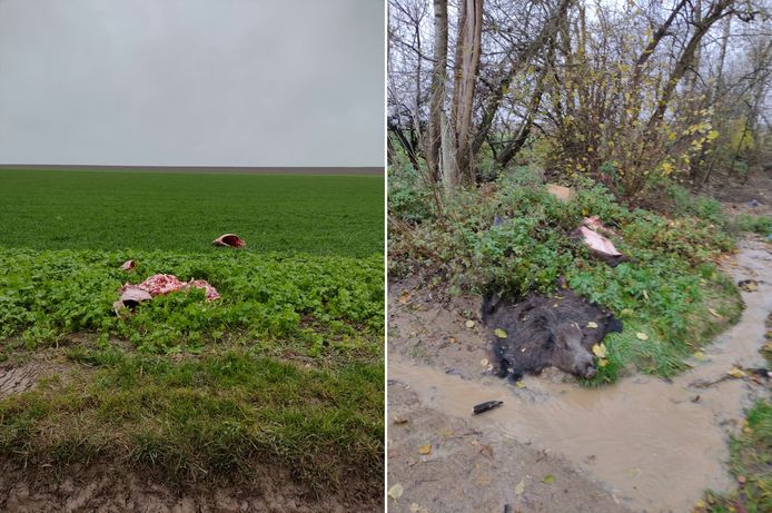Des carcasses de sangliers ont été retrouvé à Bovenistier (Waremme), ce mardi matin.