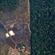 VN en WHO: ‘Pandemieën zijn het gevolg van verwoeste natuur’