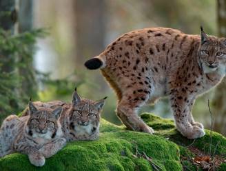 Aaibare dieren krijgen meer geld: “Er zijn een paar soorten die alles krijgen”