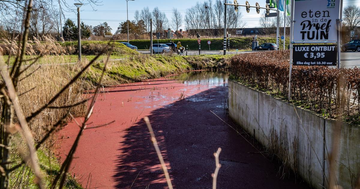 Wéér kleurt water rood in Deventer en Intratuin zit ermee in haar maag ...